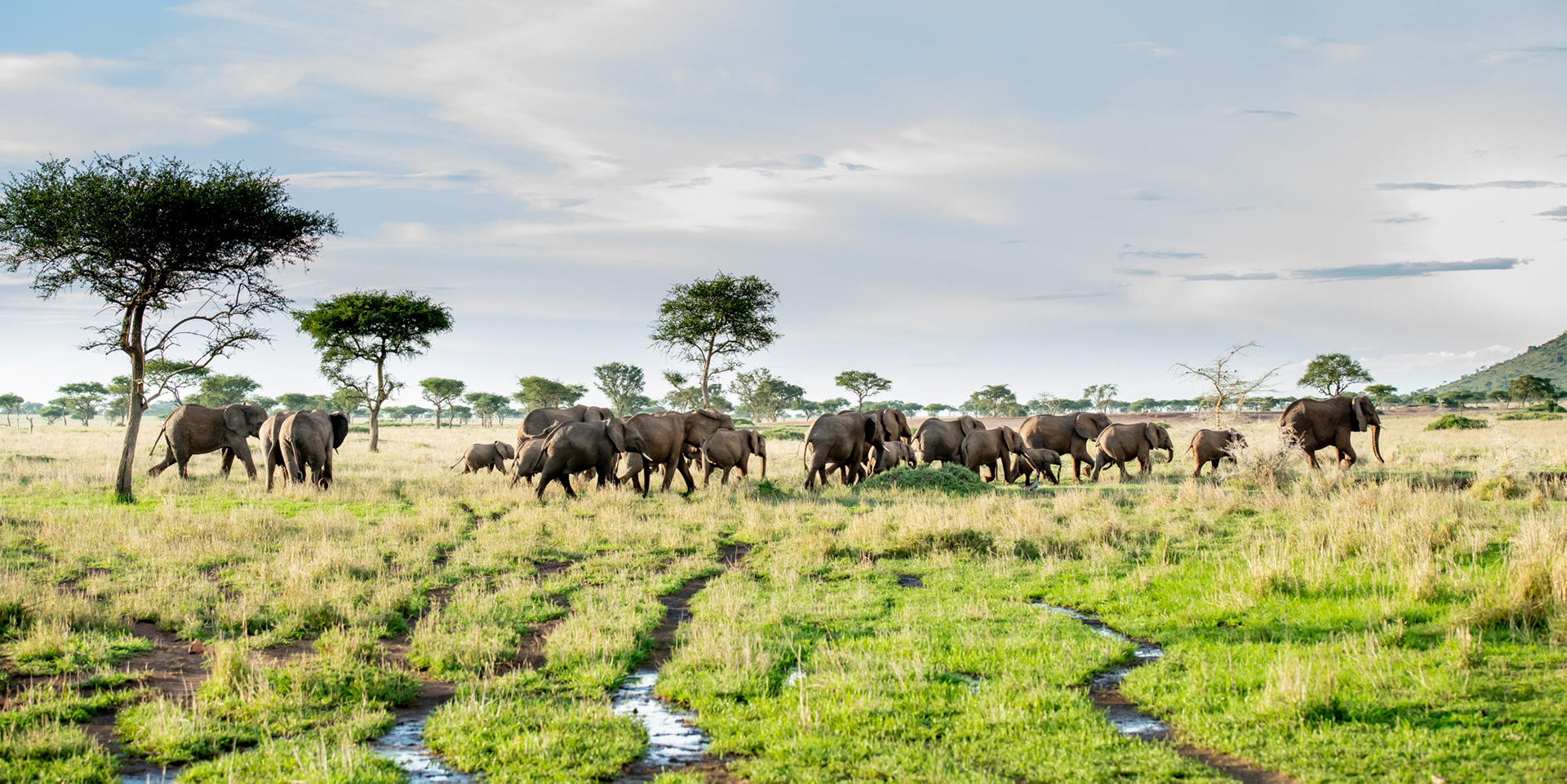 A herd of elephants - A sight to behold